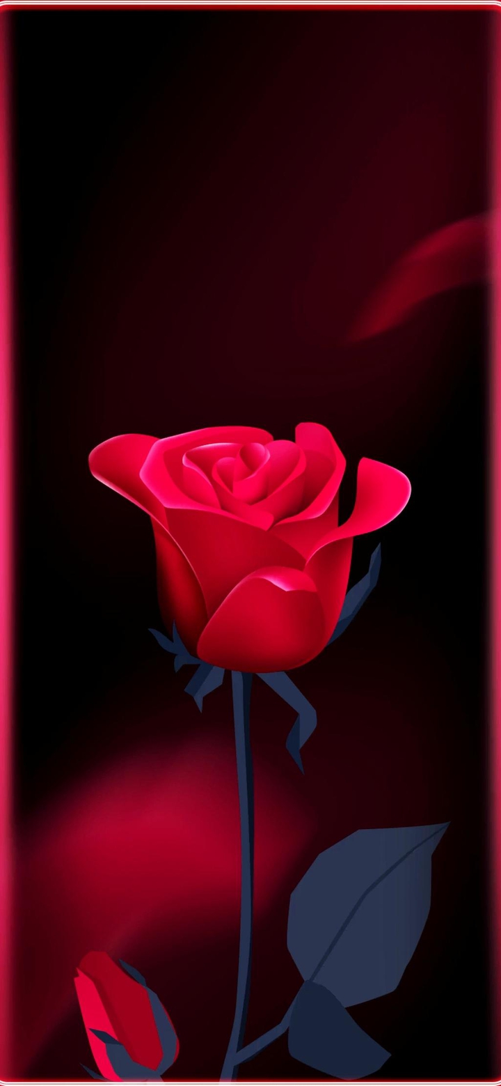 red rose