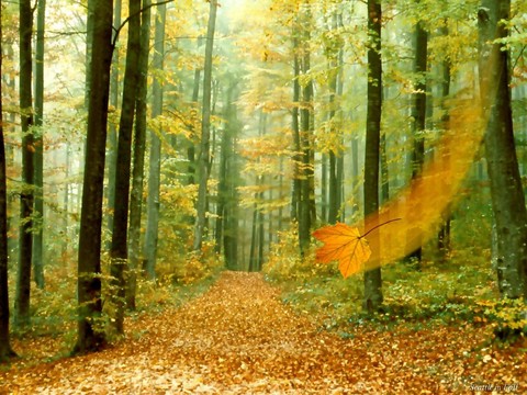 forest
