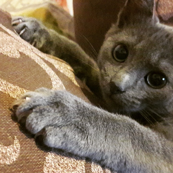 Grey cat