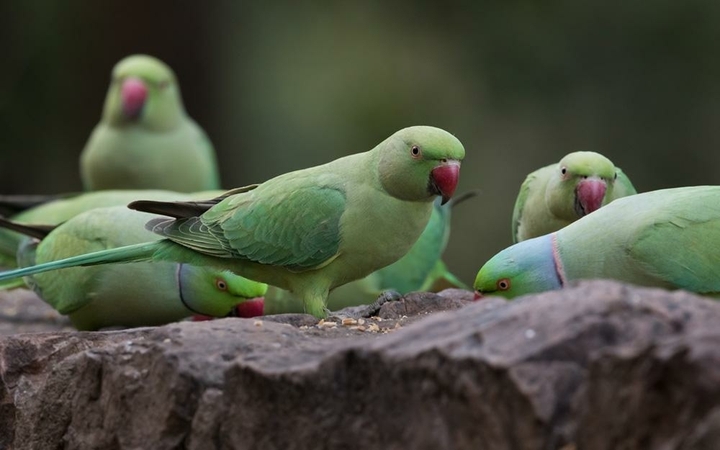 parrot