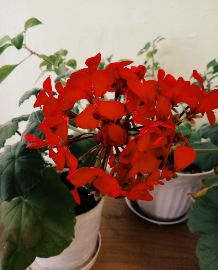 flowers