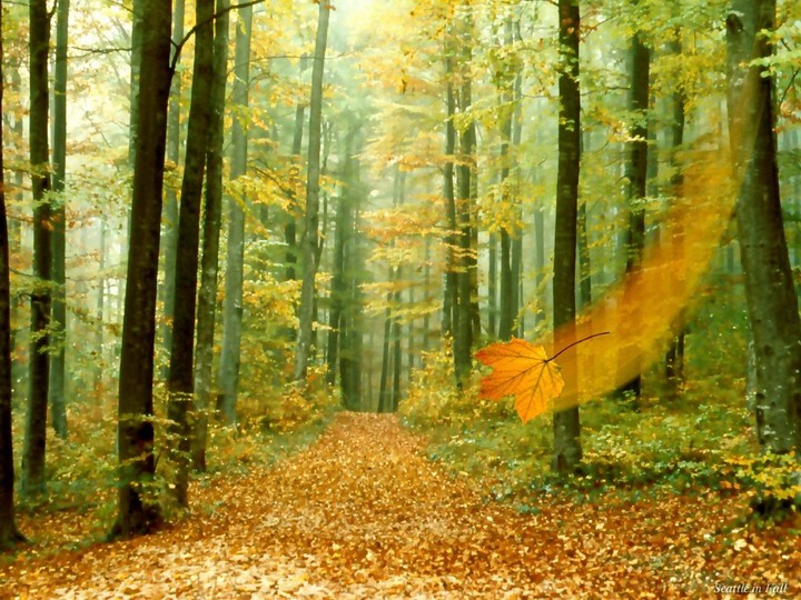 forest