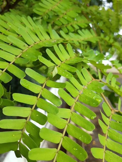 leaves