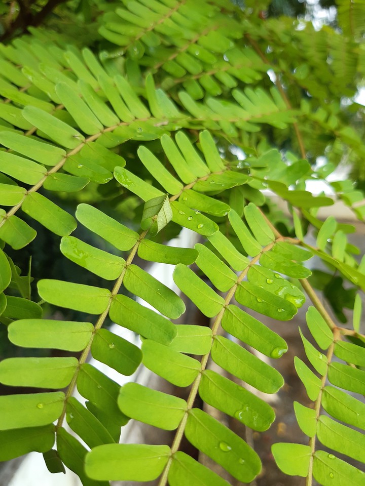 leaves