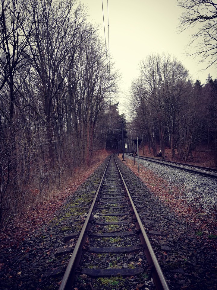 a railroad track in the forest