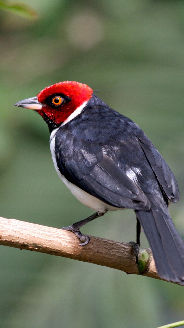 Bird Wallpaper