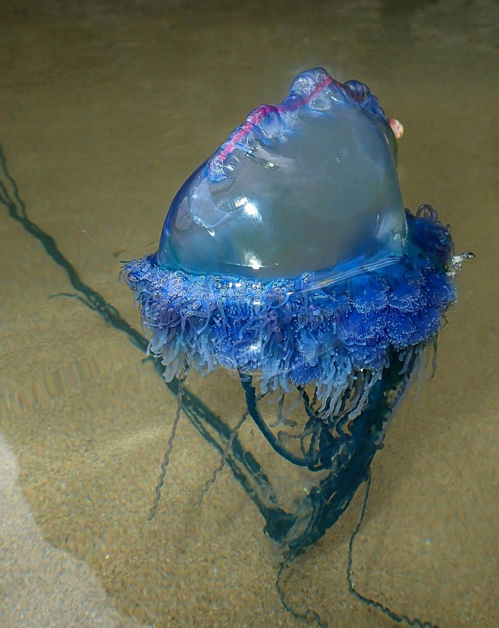 Up Close with the Portuguese Man O War