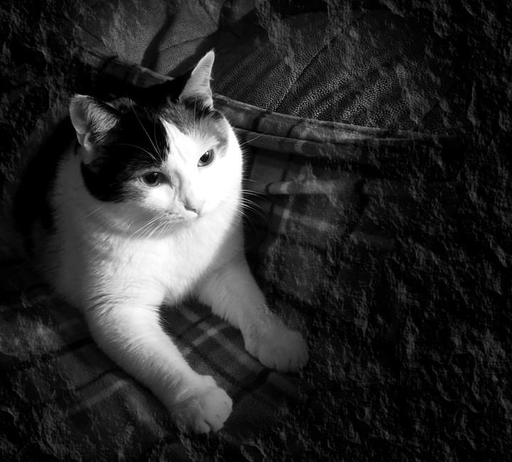 cat