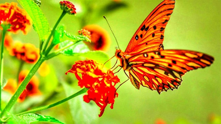 butterfly