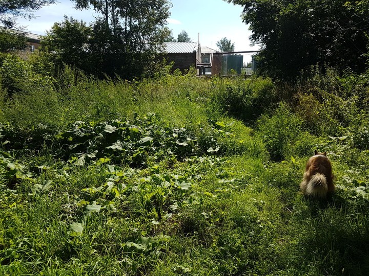 Walk