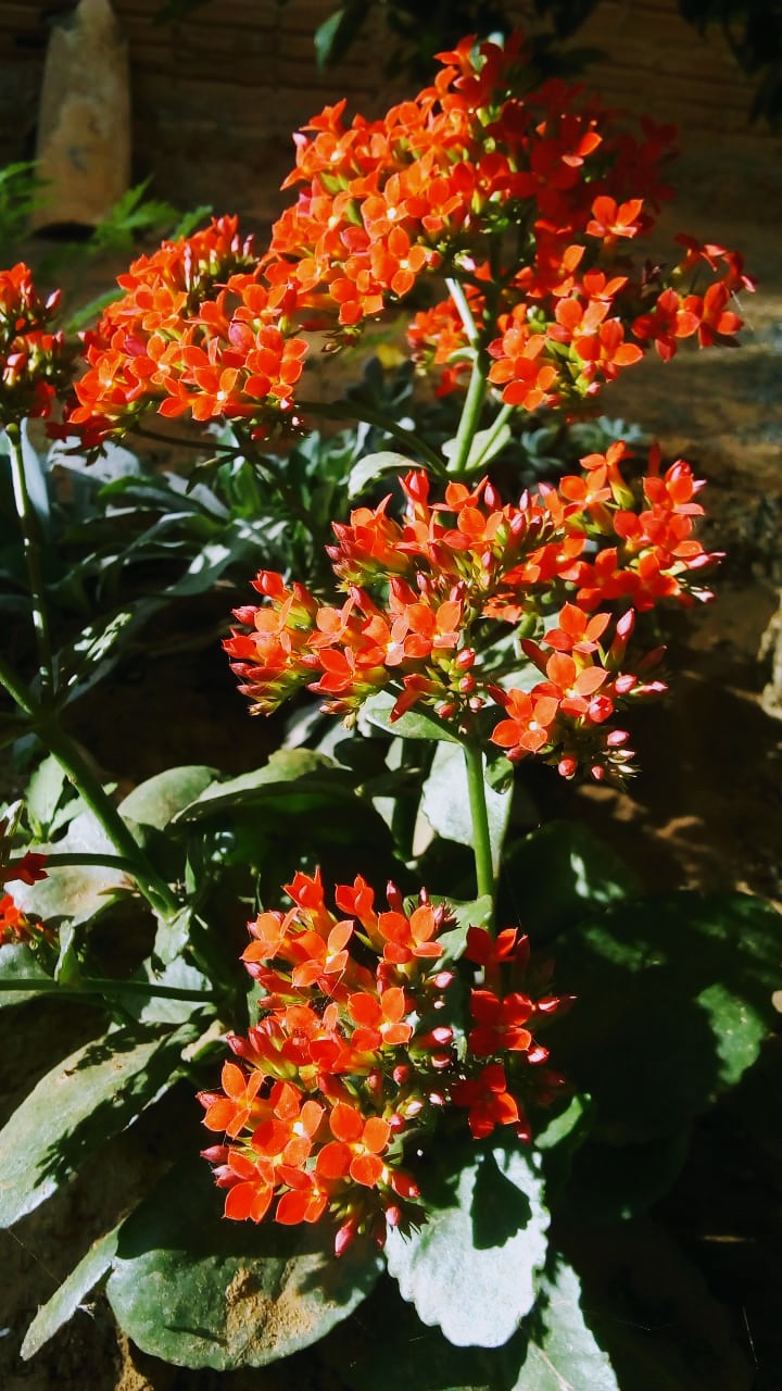 flowers