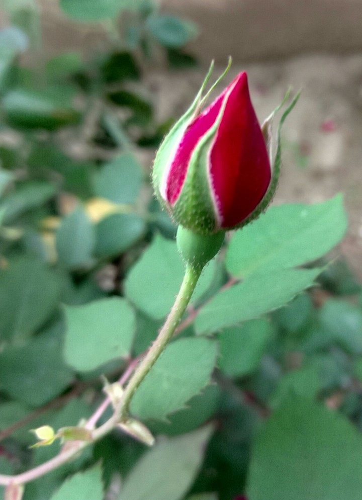 rose