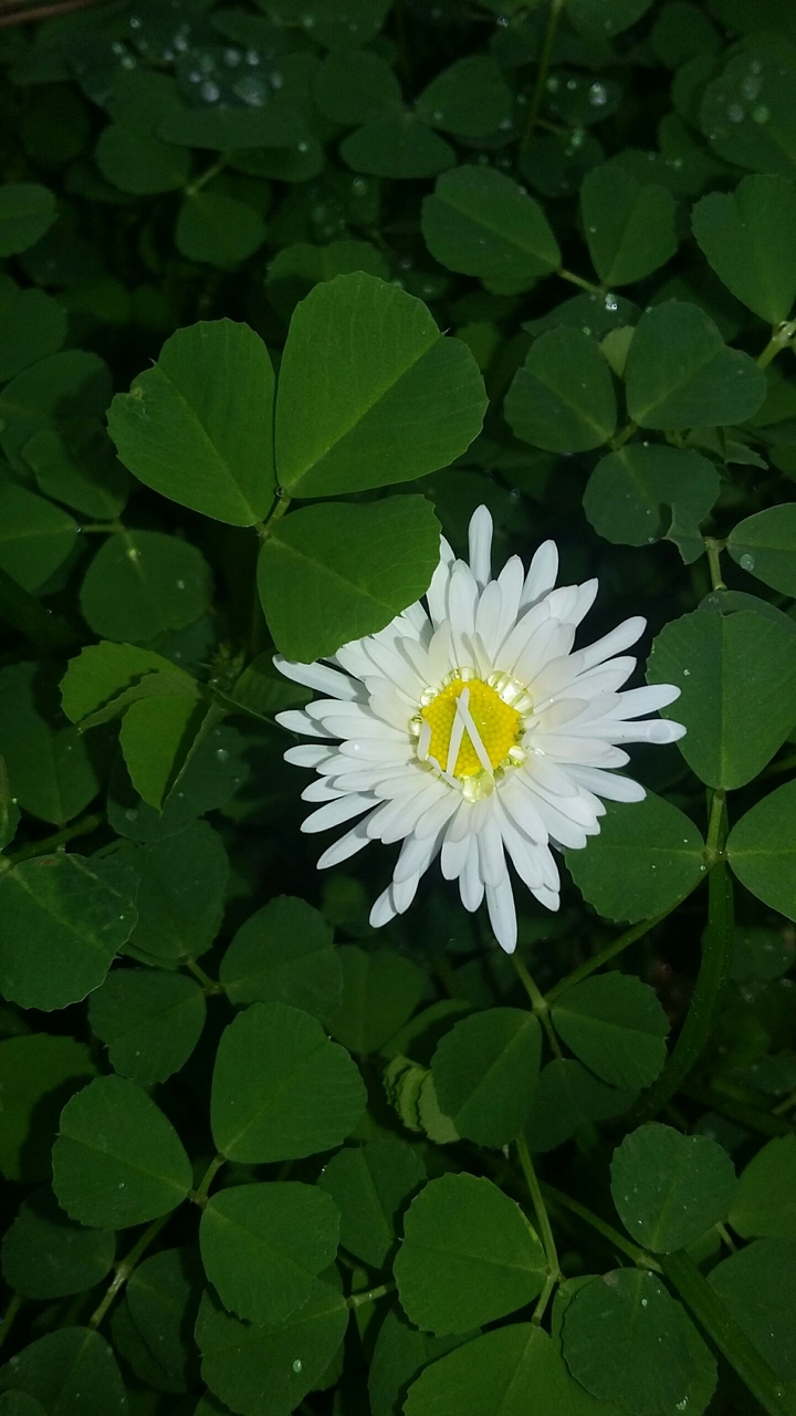 flower