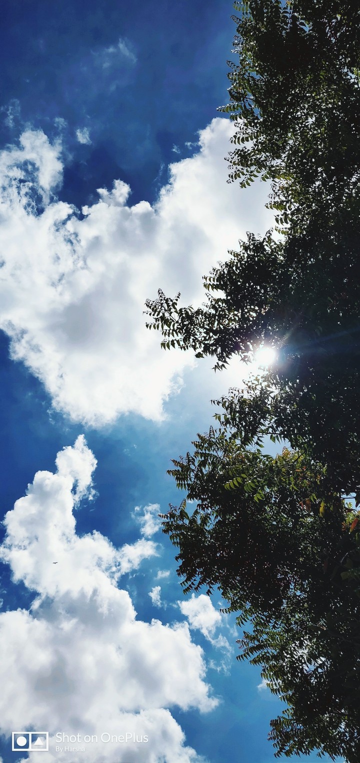 sky sky fly high