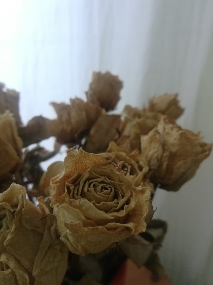 rose