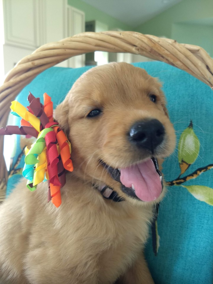 puppy