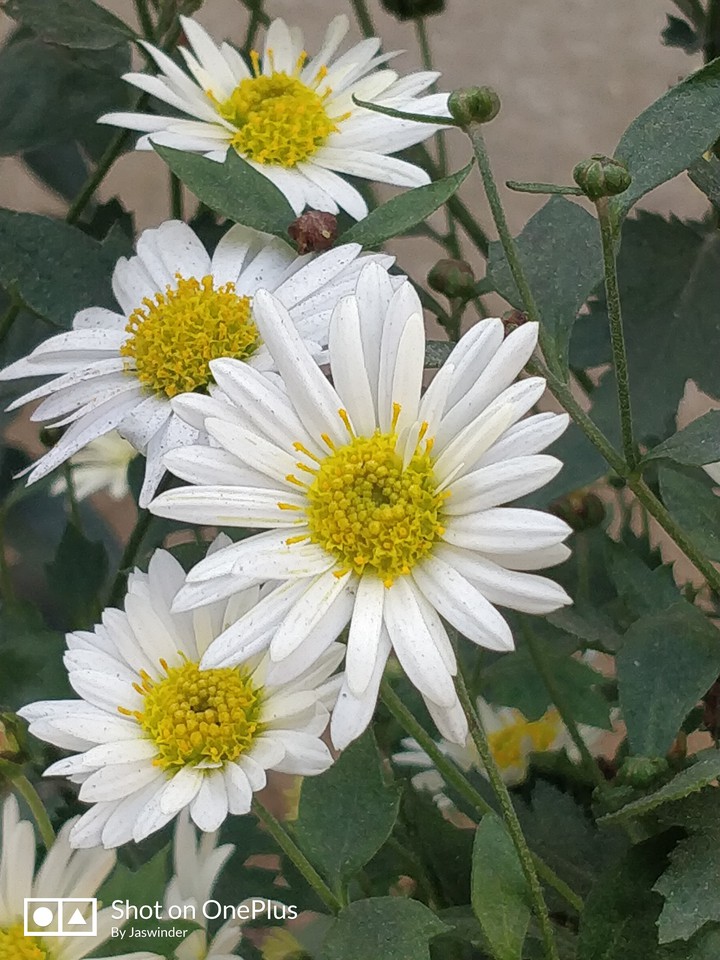 white flowers