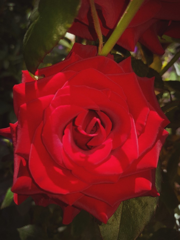 rose is also beautiful