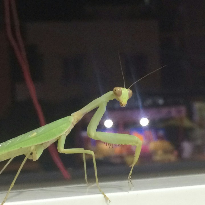 Grasshopper