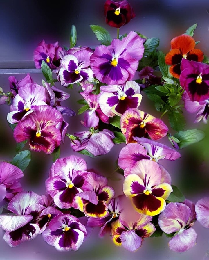 pansy
