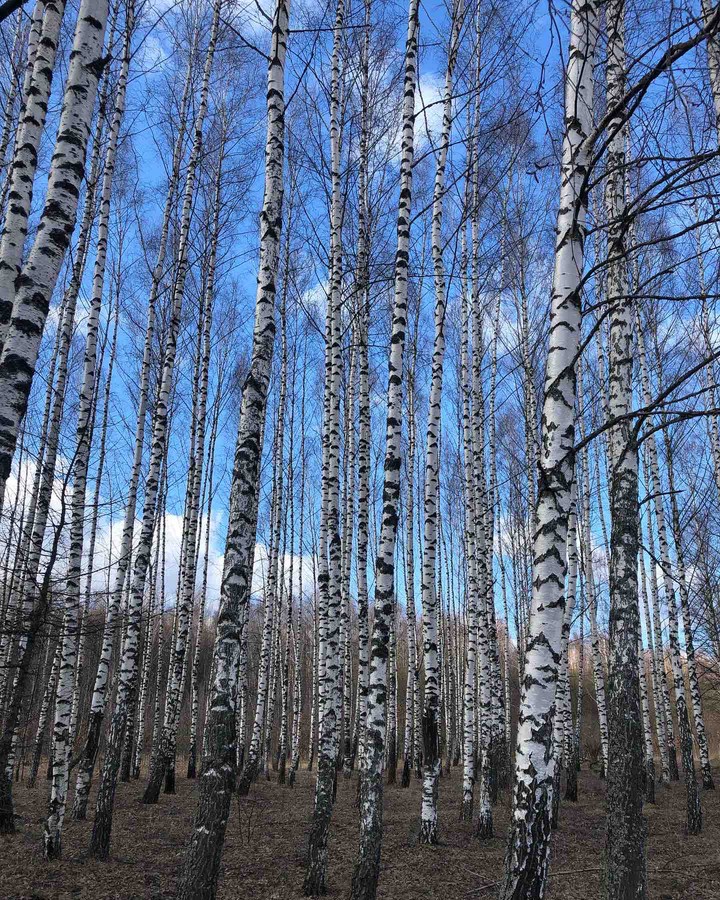 Посадки