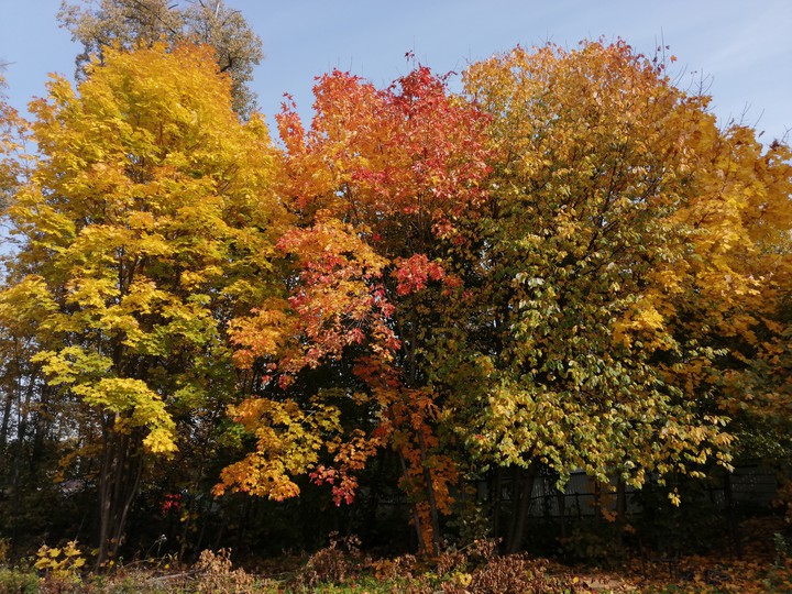 autumn gold