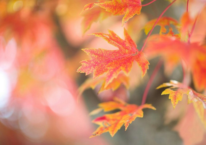 осень
