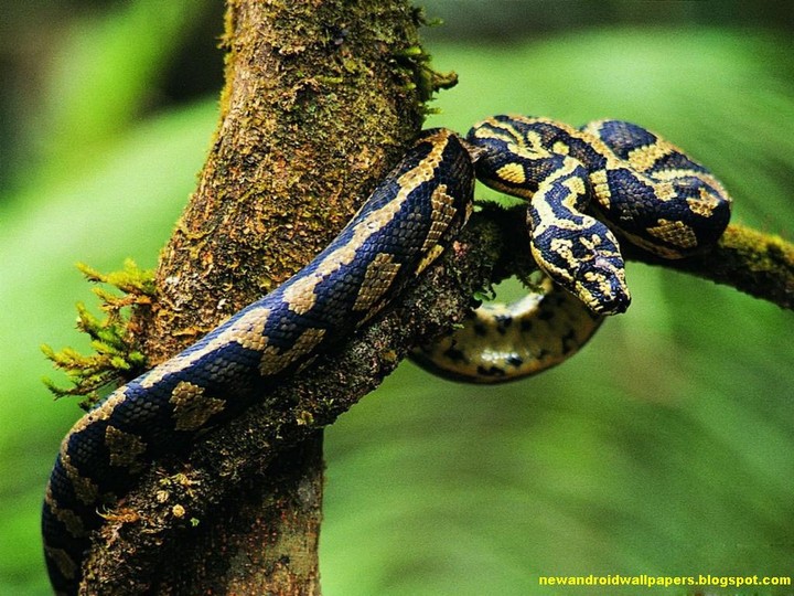snake