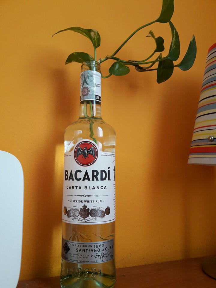 martini carta blanca