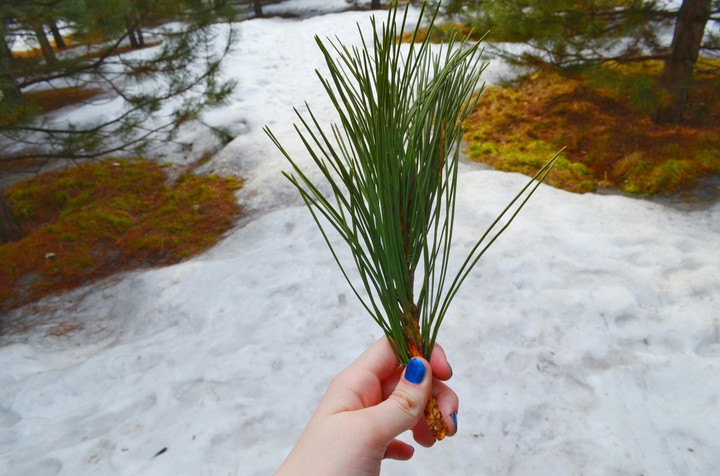 Tree branch