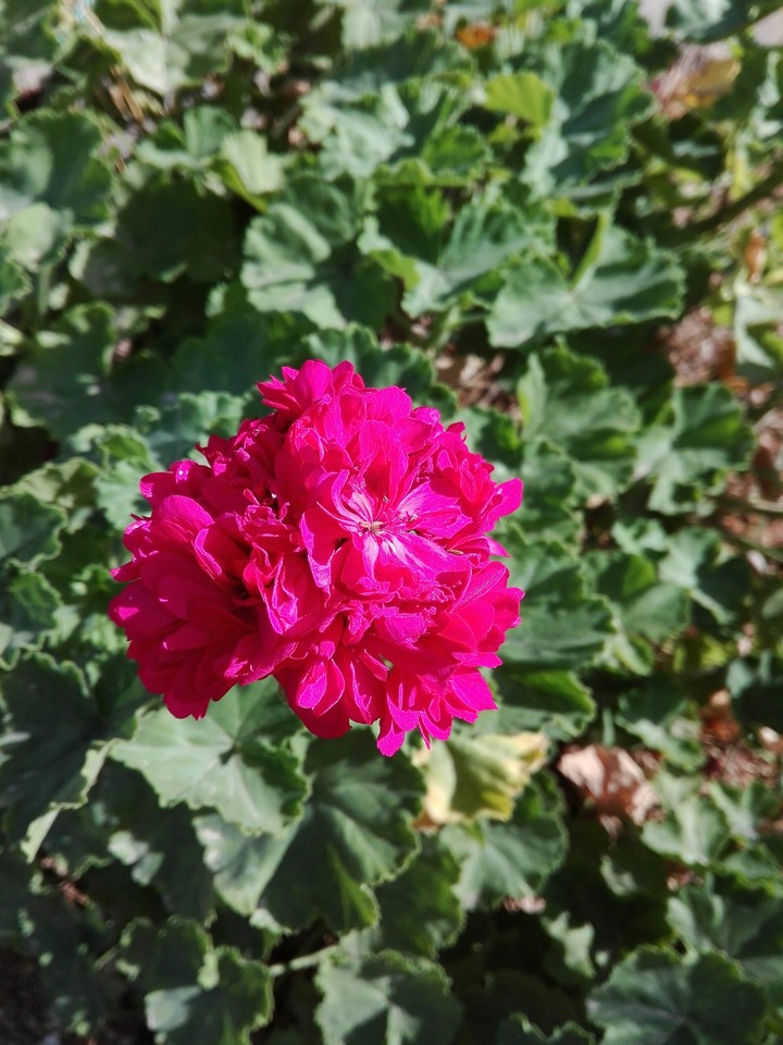 nice flower