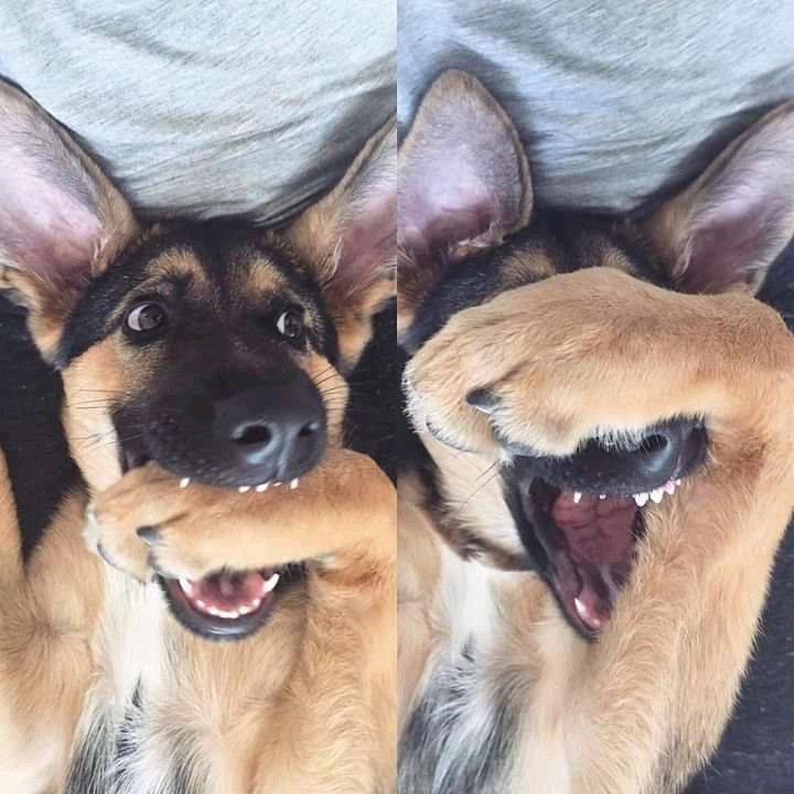 dog