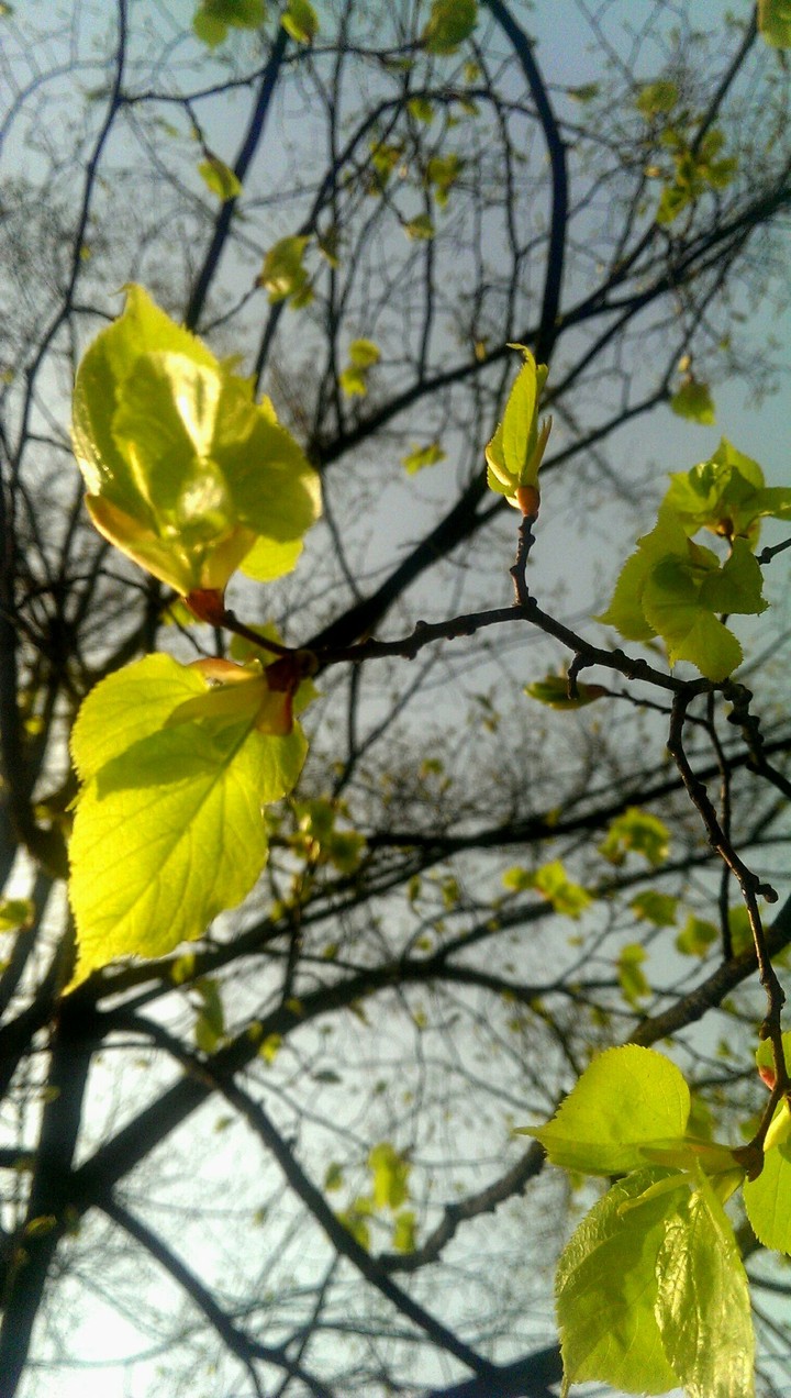 Leaves