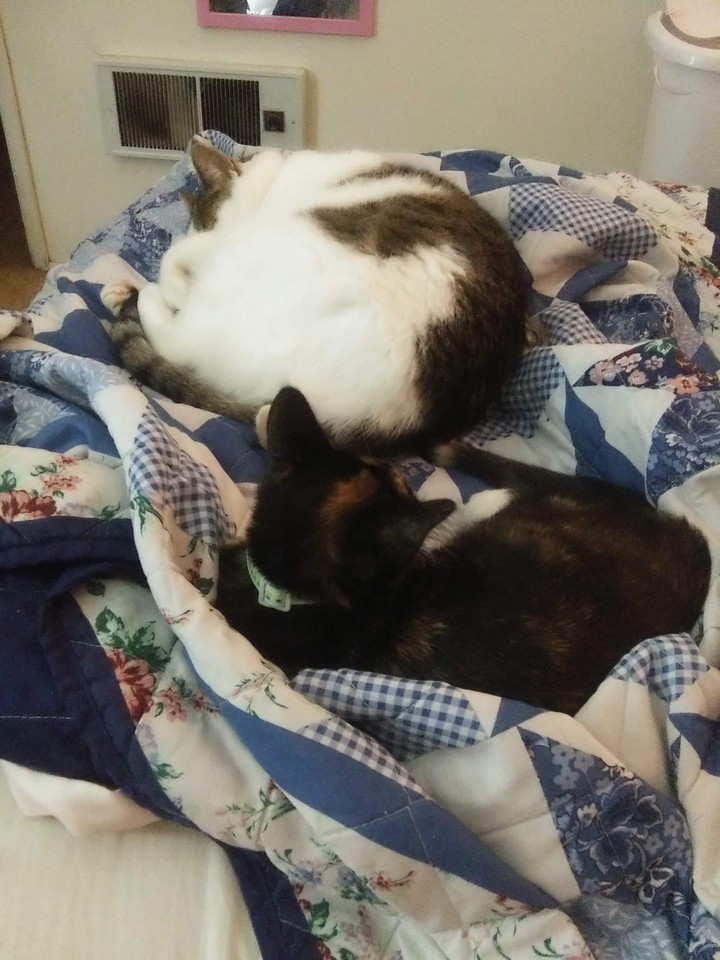 PUMPKIN AND PRINCESS