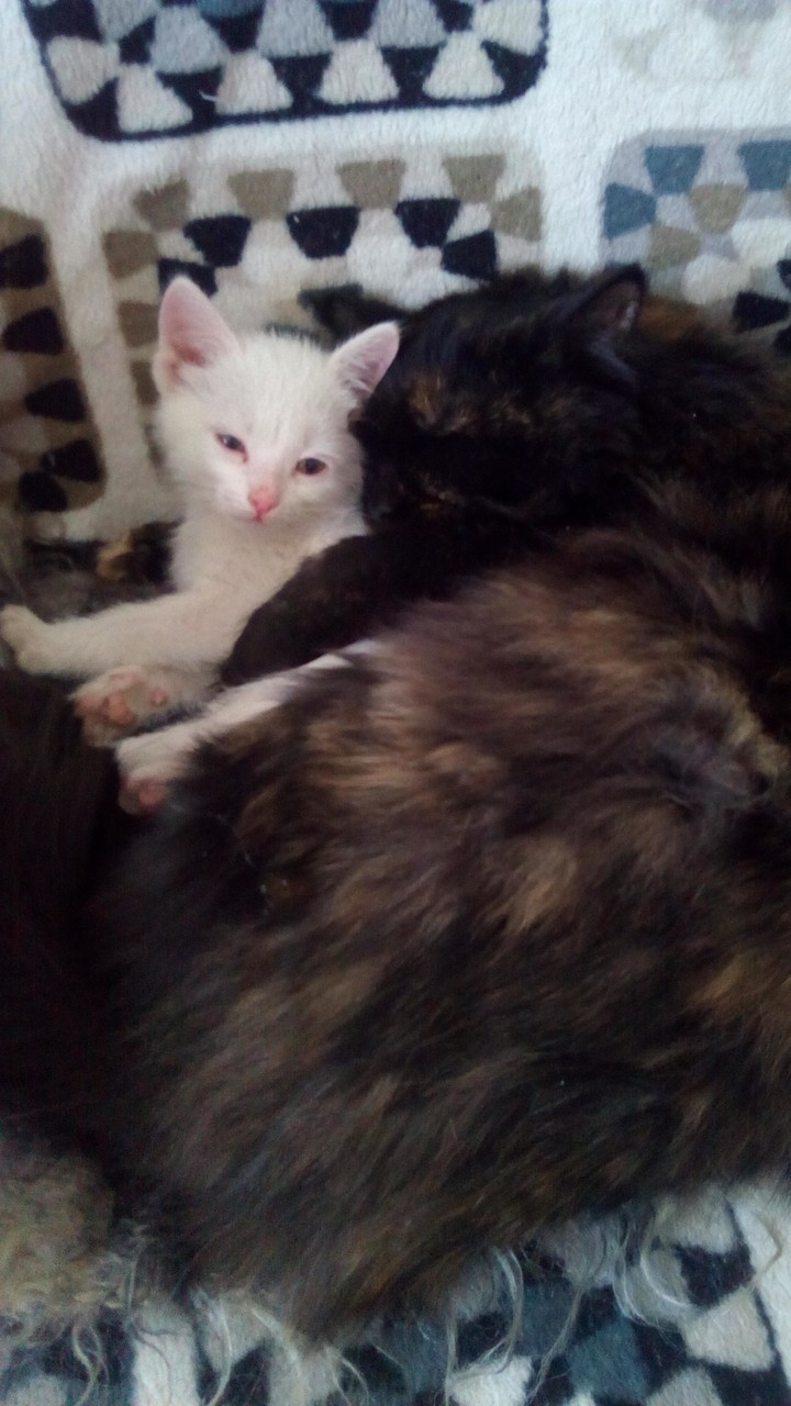 my cats
