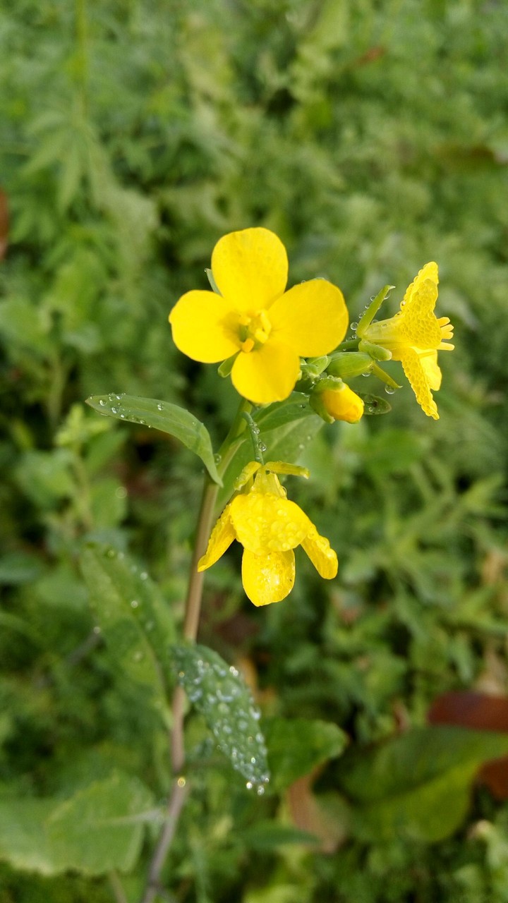 flower