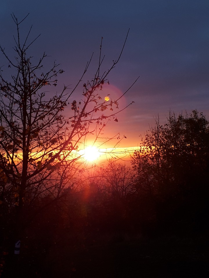 sunrise in the forest