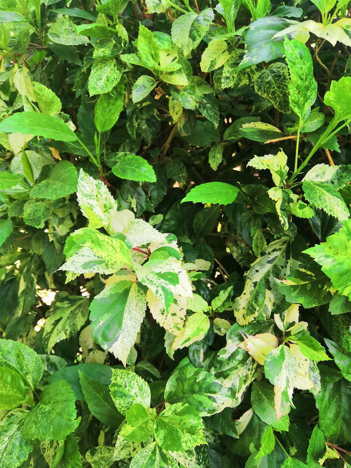 beautiful leaves