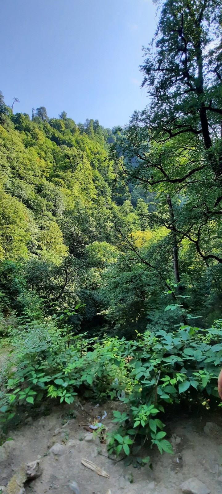trees