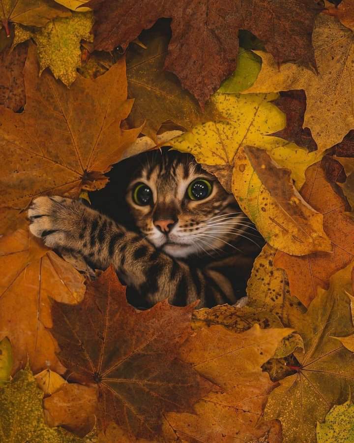 (｡◍❤ ᵌ❤｡◍)