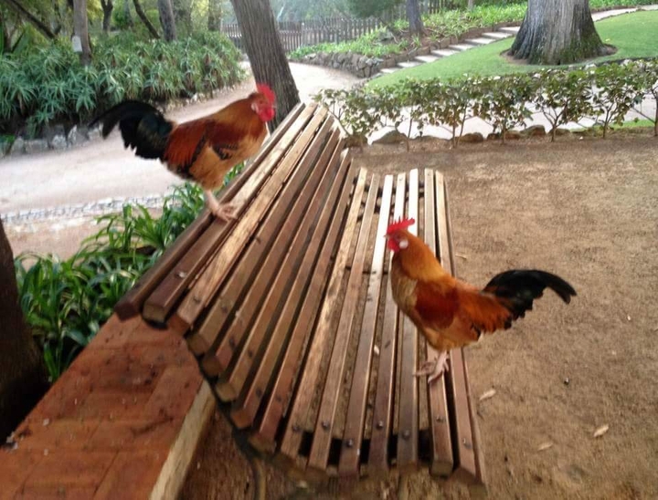 Galinhas
