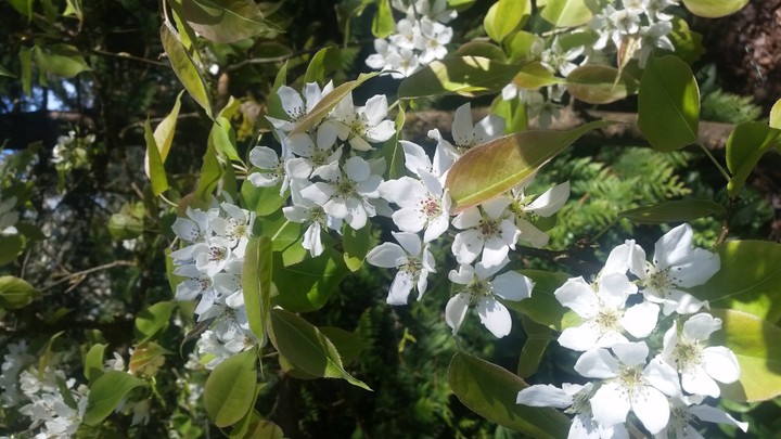 Asian Pear blosoms 2017