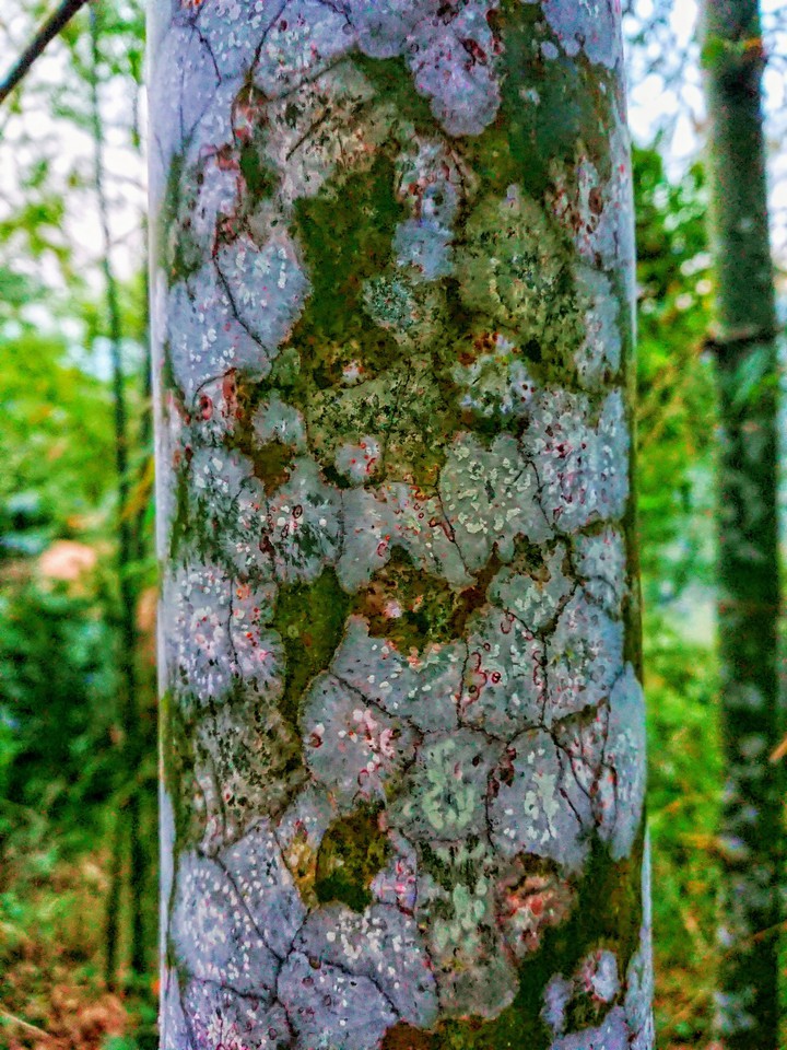 Bamboo