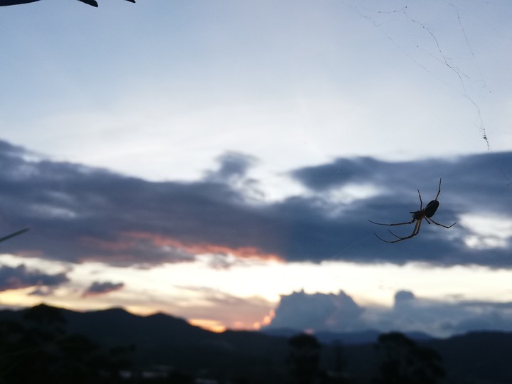 Spider