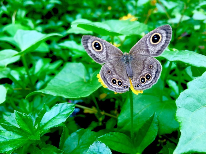 Green & Butterfly