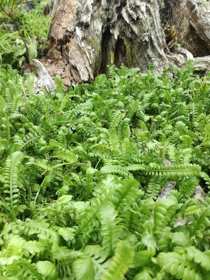 Woodland wonder