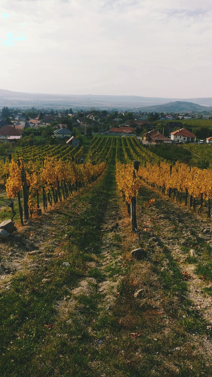 Winegrapes