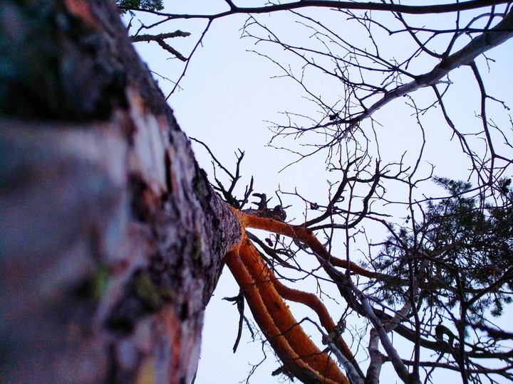 Pine