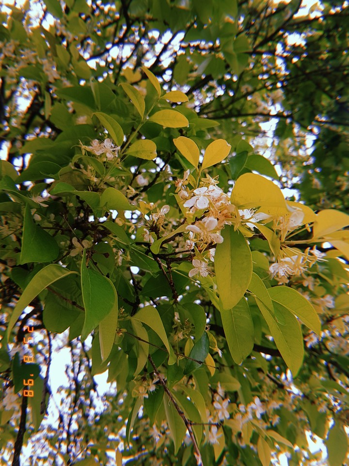 pitanguera