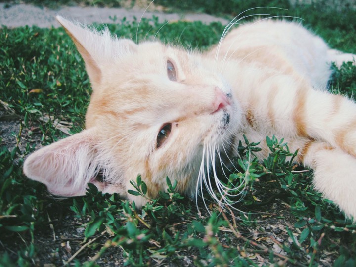 kitten